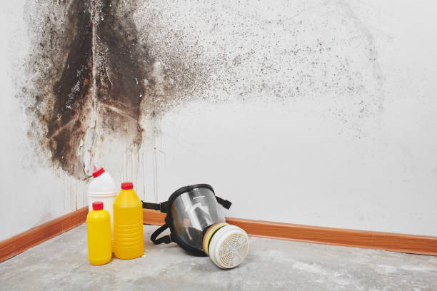 Best Bathroom Mold Remediation in Kronenwetter, WI