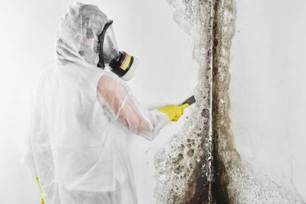 Best Kitchen Mold Remediation in Kronenwetter, WI