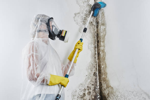 Best HVAC Mold Remediation in Kronenwetter, WI