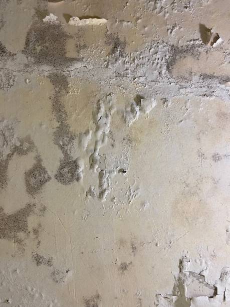 Best Mold Testing and Inspection Services in Kronenwetter, WI