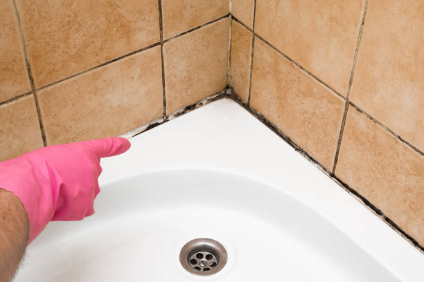 Best Bathroom Mold Remediation in Kronenwetter, WI